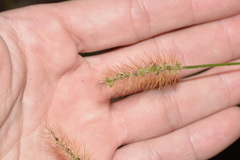 Setaria surgens