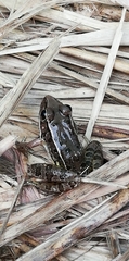 Lithobates pustulosus