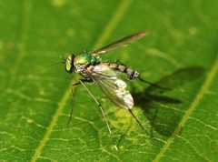 Chrysosoma leucopogon