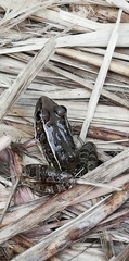 Lithobates pustulosus
