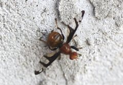 Loxoneuroides varipennis