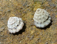 Bembicium