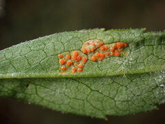 Coleosporium montanum gall