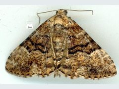 Aporoctena scierodes