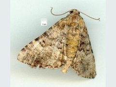 Aporoctena scierodes