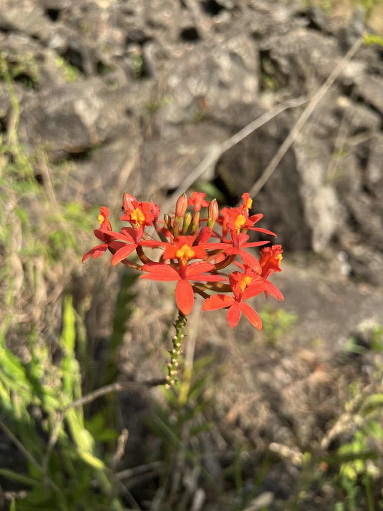 Epidendrum puniceoluteum F.Pinheiro & F.Barros 3