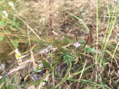 Epilobium minutum
