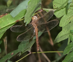 Neurocordulia xanthosoma