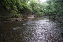 Neurocordulia xanthosoma