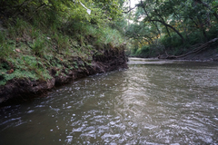 Neurocordulia xanthosoma