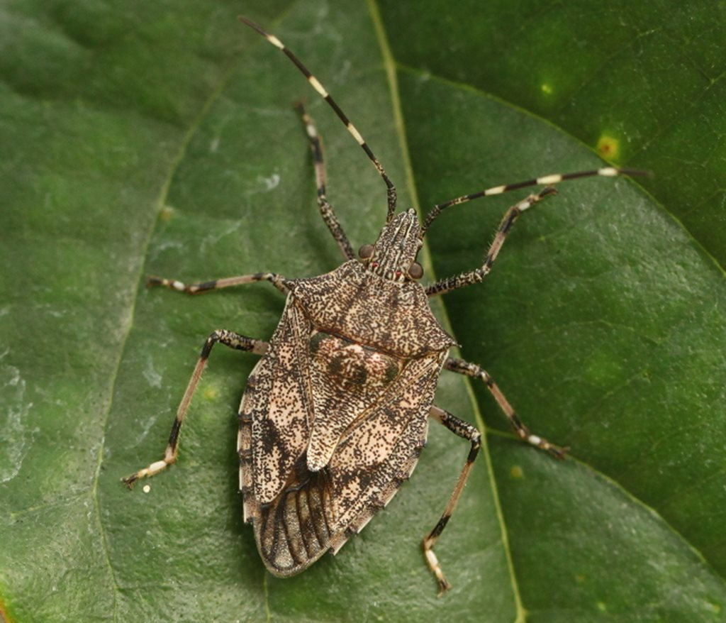 Austromalaya