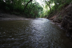 Neurocordulia xanthosoma