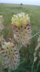 Astragalus alopecurus