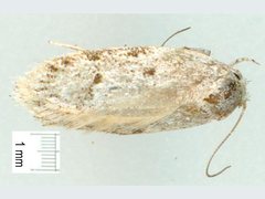 Eulechria delospila