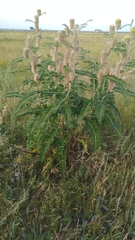 Astragalus alopecurus