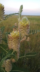 Astragalus alopecurus