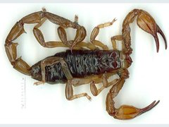 Urodacus macrurus