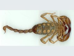 Urodacus macrurus
