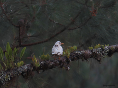Turdus rufitorques