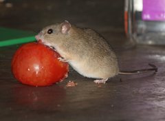 Melomys burtoni