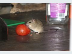 Melomys burtoni