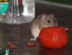 Melomys burtoni