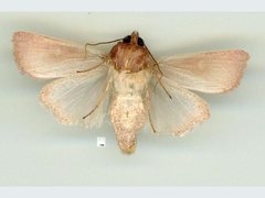 Leucania abdominalis