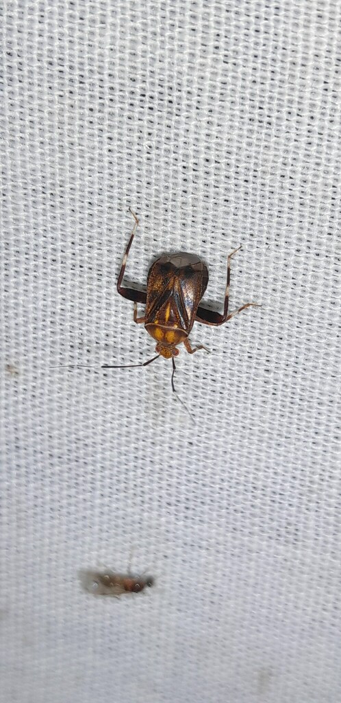 Taedia compactoides