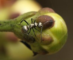 Polyrhachis cupreata