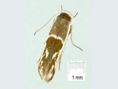 Stathmopoda megathyma