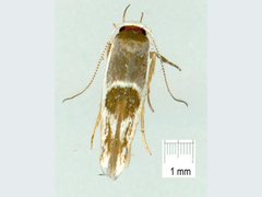 Stathmopoda megathyma