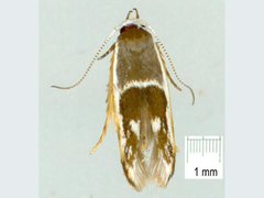 Stathmopoda megathyma