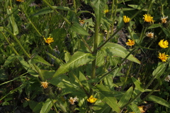 Picris japonica kamtschatica