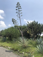 Agave tequilana