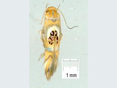 Hieromantis ephodophora