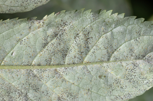 Erysiphe sambucina