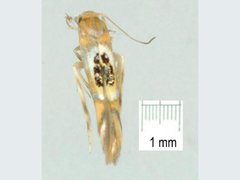 Hieromantis ephodophora