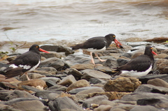 Haematopus leucopodus