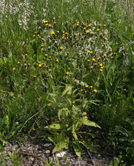 Picris japonica kamtschatica