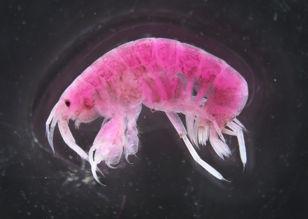 Idunella smithi