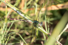 Erpetogomphus eutainia