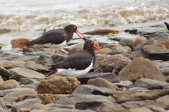 Haematopus leucopodus