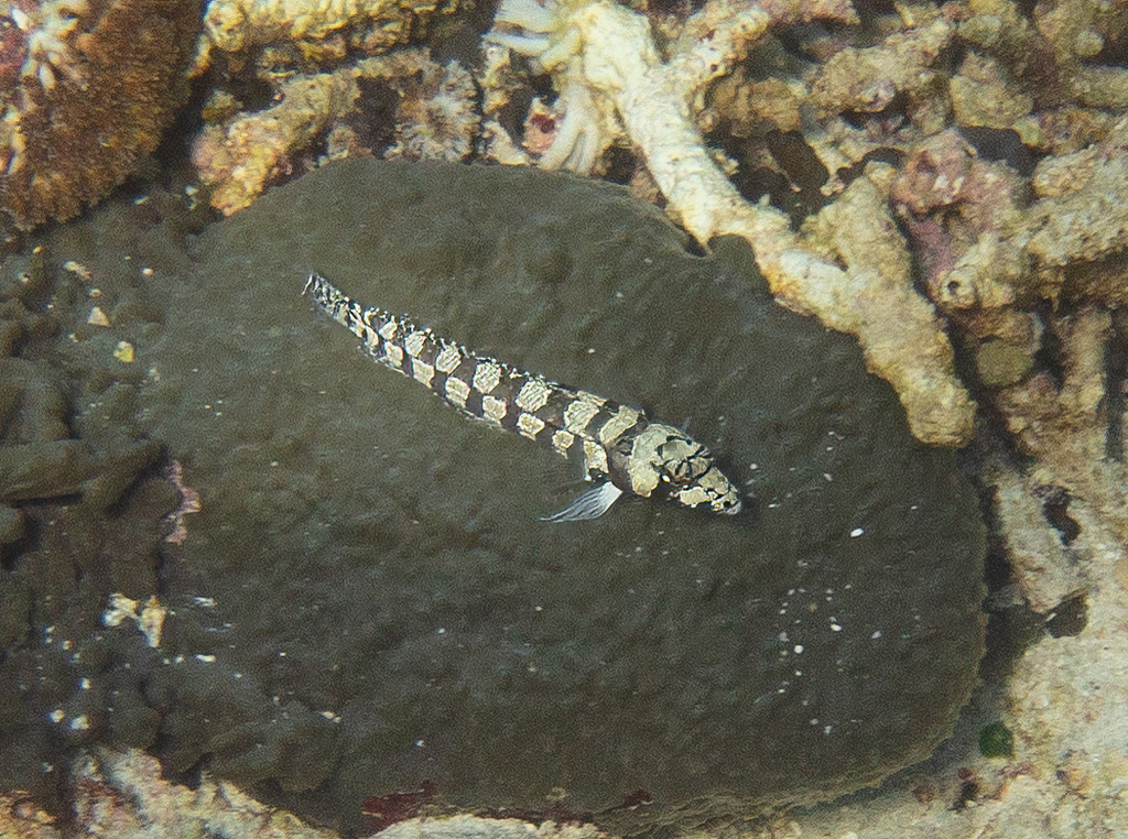 Reticulated Sandperch