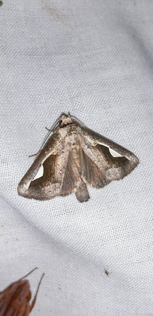 Phyllopalpia asaphina