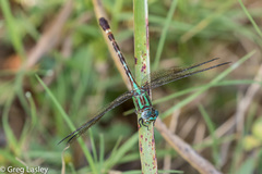 Erpetogomphus eutainia
