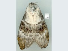 Acatapaustus leucospila