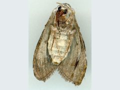 Acatapaustus leucospila