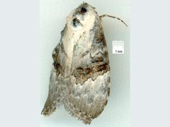 Acatapaustus leucospila