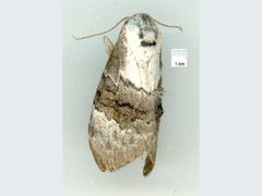 Acatapaustus leucospila