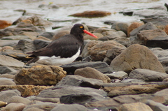 Haematopus leucopodus